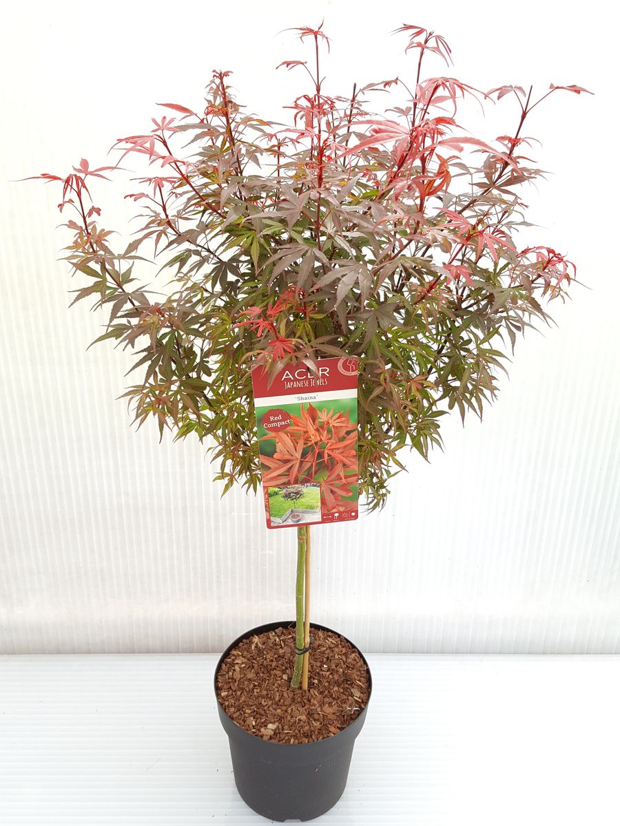 Acer palmatum 'Shaina' — Plant Wholesale FlorAccess