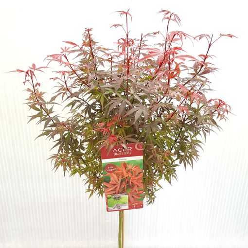 Acer palmatum 'Shaina'