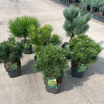 Pinus MIX