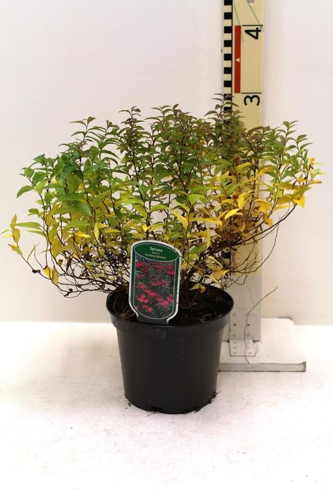 Spiraea japonica 'Anthony Waterer'