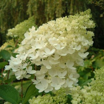 Hydrangea paniculata 'Grandiflora'