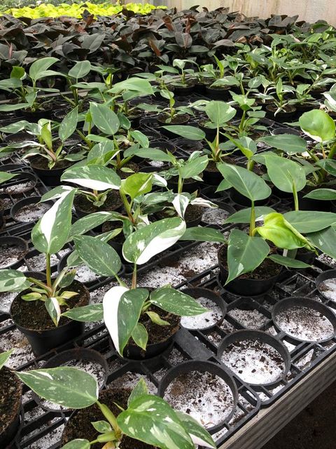 Philodendron 'White Princess'