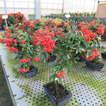 Pyracantha angustifolia