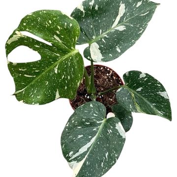 Monstera 'Thai Constellation'