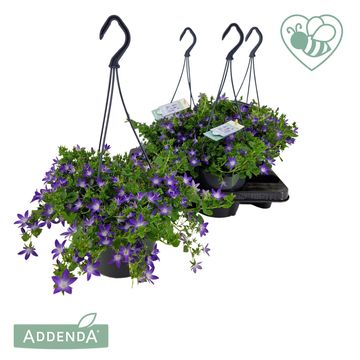 Campanula poscharskyana ADANSA PURPLE