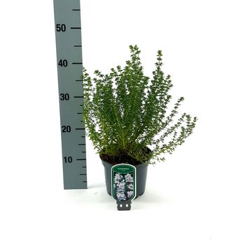 Prostanthera cuneata