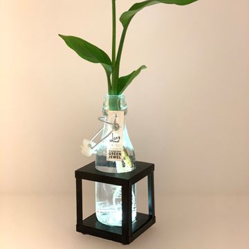 Arrangement Houseplants