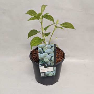 Hydrangea arborescens 'Annabelle'