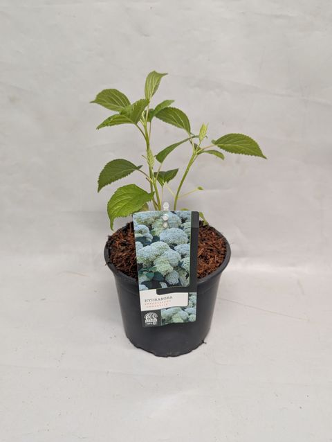 Hydrangea arborescens 'Annabelle'