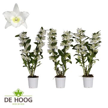 Dendrobium nobile STAR CLASS APOLLON