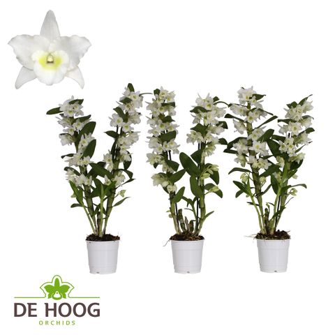 Dendrobium nobile STAR CLASS APOLLON