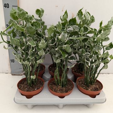 Pedilanthus tithymaloides 'Variegatus'