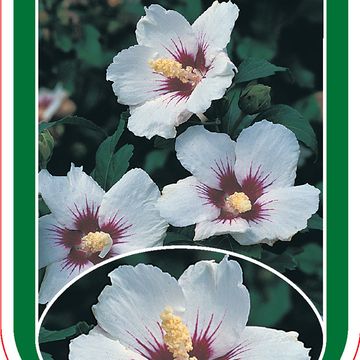 Hibiscus syriacus 'Melrose'