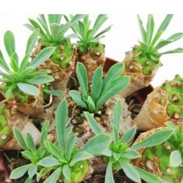 Euphorbia x japonica