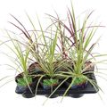 Cordyline MIX