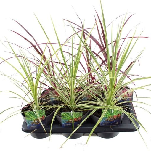 Cordyline MIX