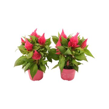 Celosia KELOS FIRE PINK