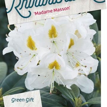 Rhododendron 'Мадам Массон'