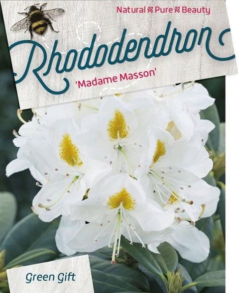 Rhododendron 'Мадам Массон'