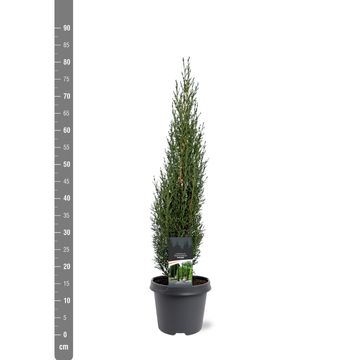 Cupressus sempervirens 'Totem'