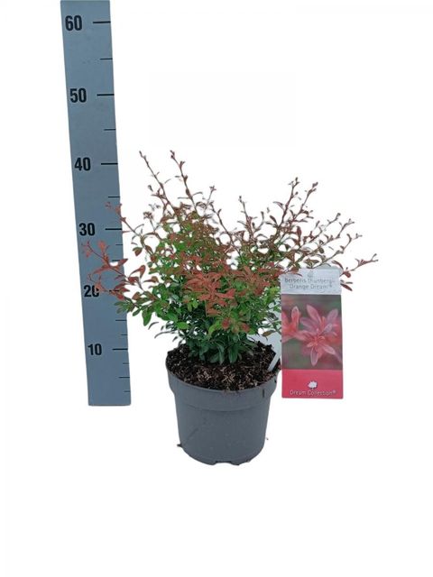 Berberis thunbergii 'Orange Dream'