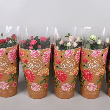 Rosa FAVOURITE ROSES MIX