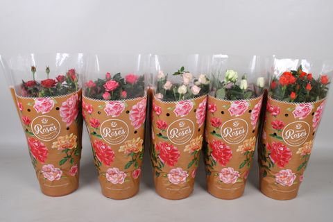 Rosa FAVOURITE ROSES MIX