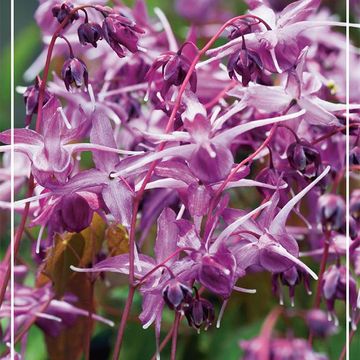 Epimedium grandiflorum 'Lilafee'