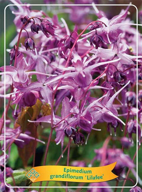 Epimedium grandiflorum 'Lilafee'