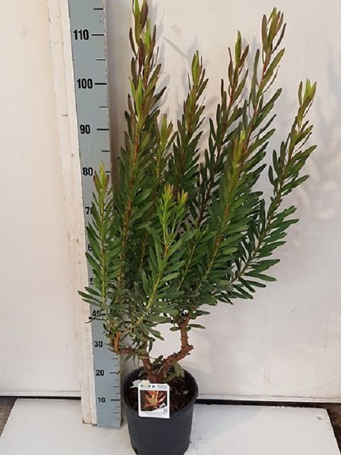 Leucadendron 'Coppertone'