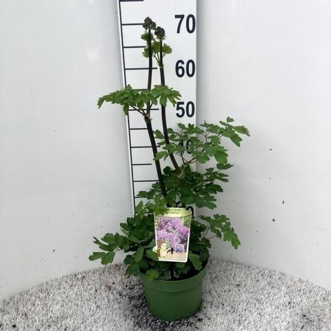 Thalictrum 'Black Stockings'