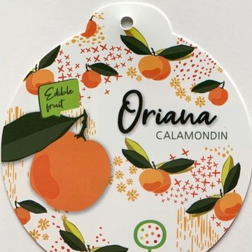 x Citrofortunella microcarpa