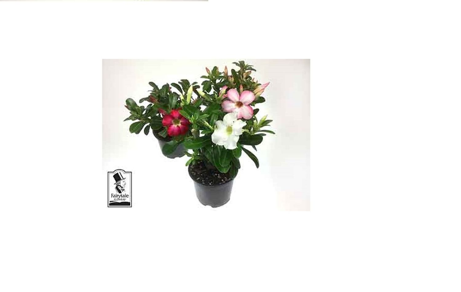Adenium obesum MIX — Plant Wholesale FlorAccess