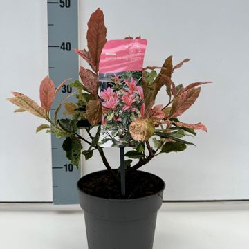 Photinia serratifolia PINK CRISPY