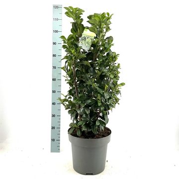 Prunus laurocerasus 'Ani'