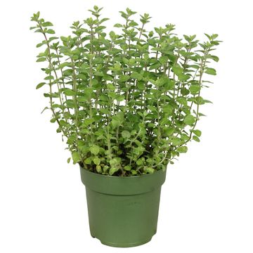 Origanum vulgare 'Margeritha'