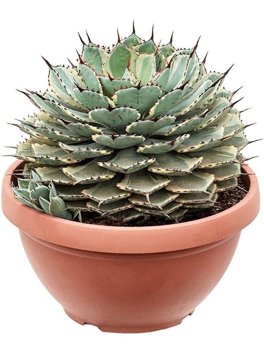bonsai lotus seeds Lotus Seeds – Seeds Connect main image 1