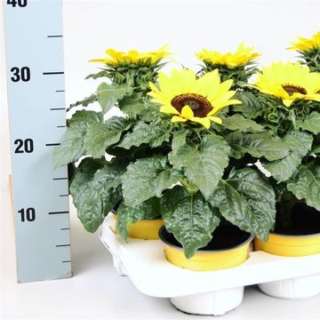 Helianthus annuus 'Sunsation'