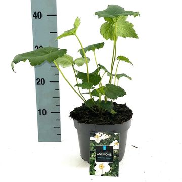 Anemone x hybrida 'Honorine Jobert'