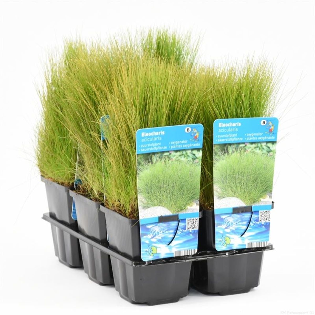 Eleocharis acicularis — Plant Wholesale FlorAccess