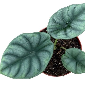 Alocasia nebula