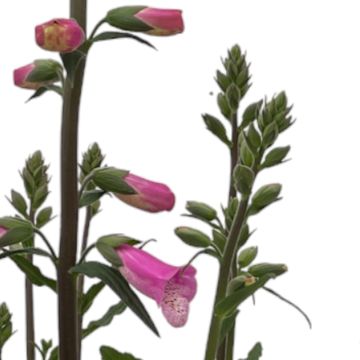 Digitalis purpurea LUCAS MIX