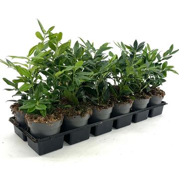 Sarcococca confusa