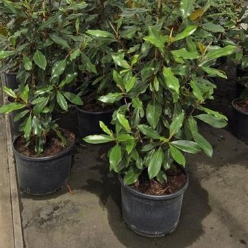 Magnolia grandiflora 'Kay Paris'