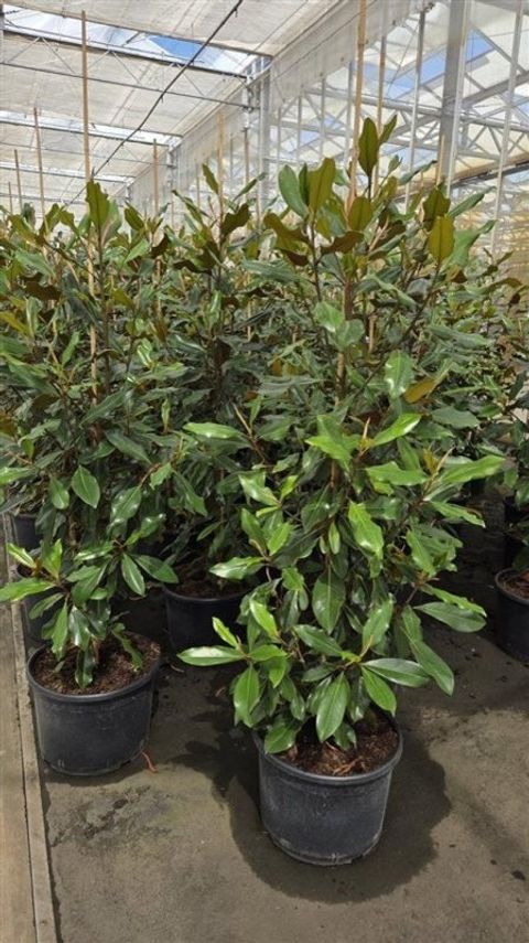 Magnolia grandiflora 'Kay Paris'