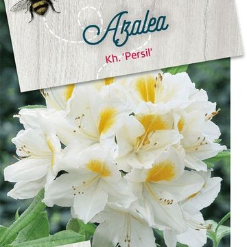 Rhododendron 'Persil' (AK)