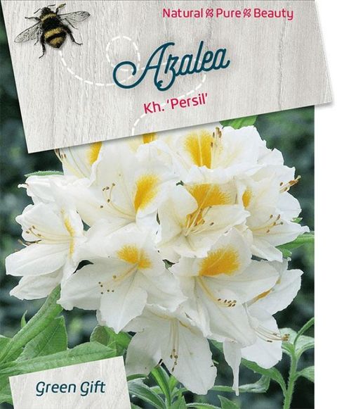 Rhododendron 'Persil' (AK)