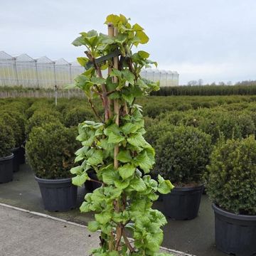 Hydrangea anomala petiolaris