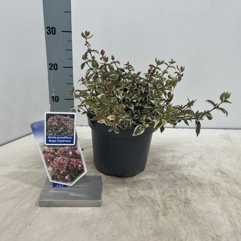 Abelia x grandiflora MAGIC DAYDREAM