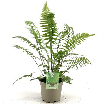 Dryopteris cycadina